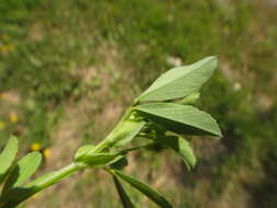 Imagem de Trifolium patens Schreb.