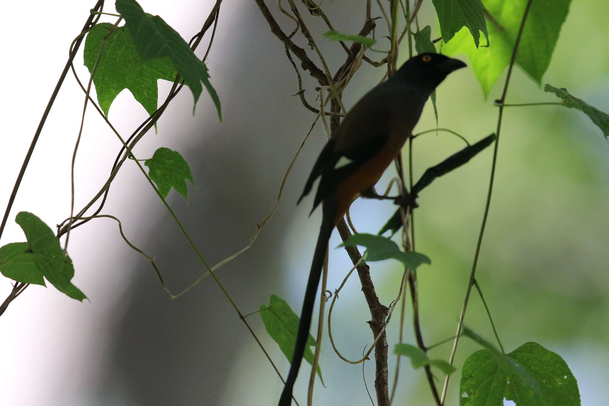 Image of Andaman Treepie