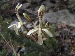 Image of Pelargonium curviandrum E. M. Marais