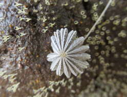 Coprinellus heptemerus (M. Lange & A. H. Sm.) Vilgalys, Hopple & Jacq. Johnson 2001的圖片