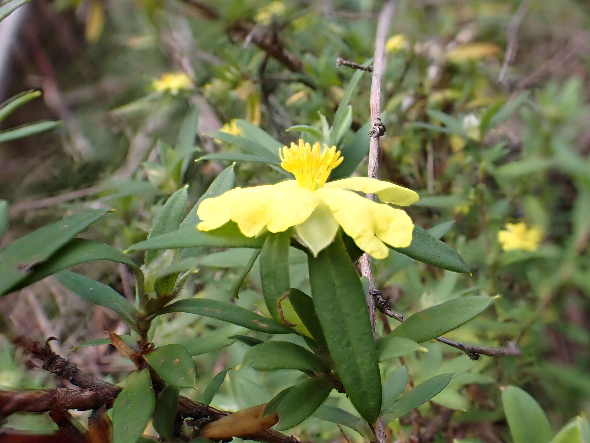 Image of Hibbertia saligna R. Br. ex DC.