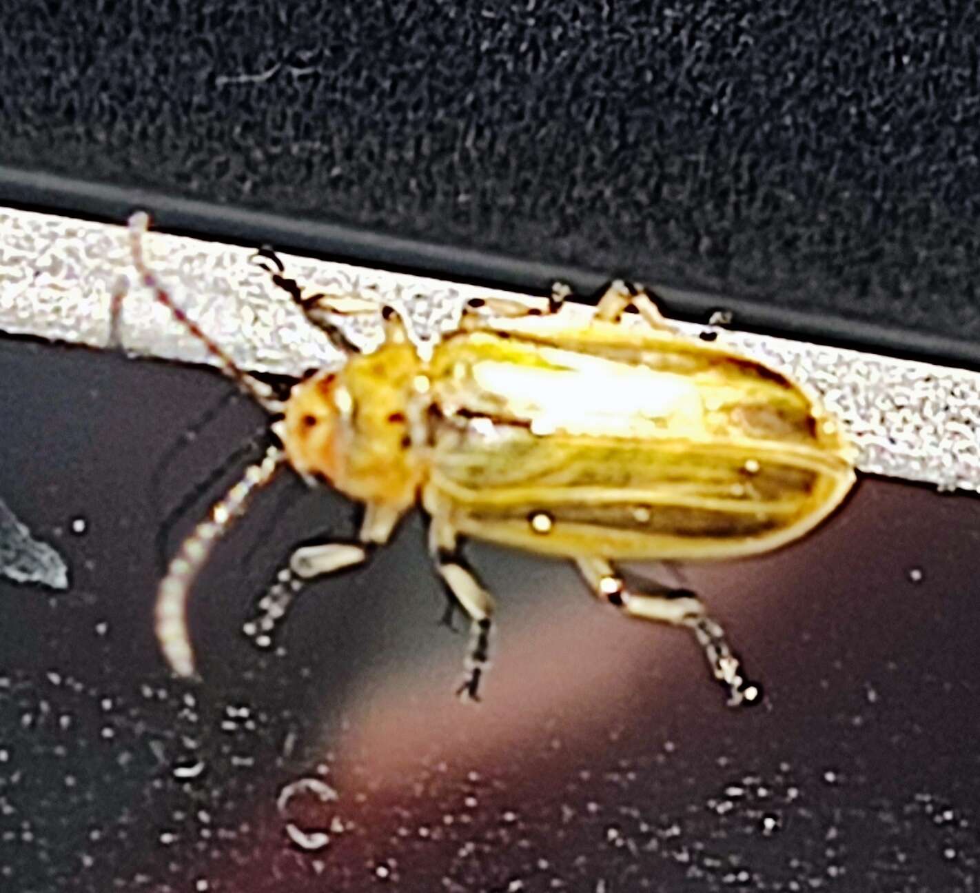 Image of Tamarisk leaf beetle