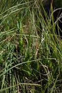 Image of Red Hills vervain