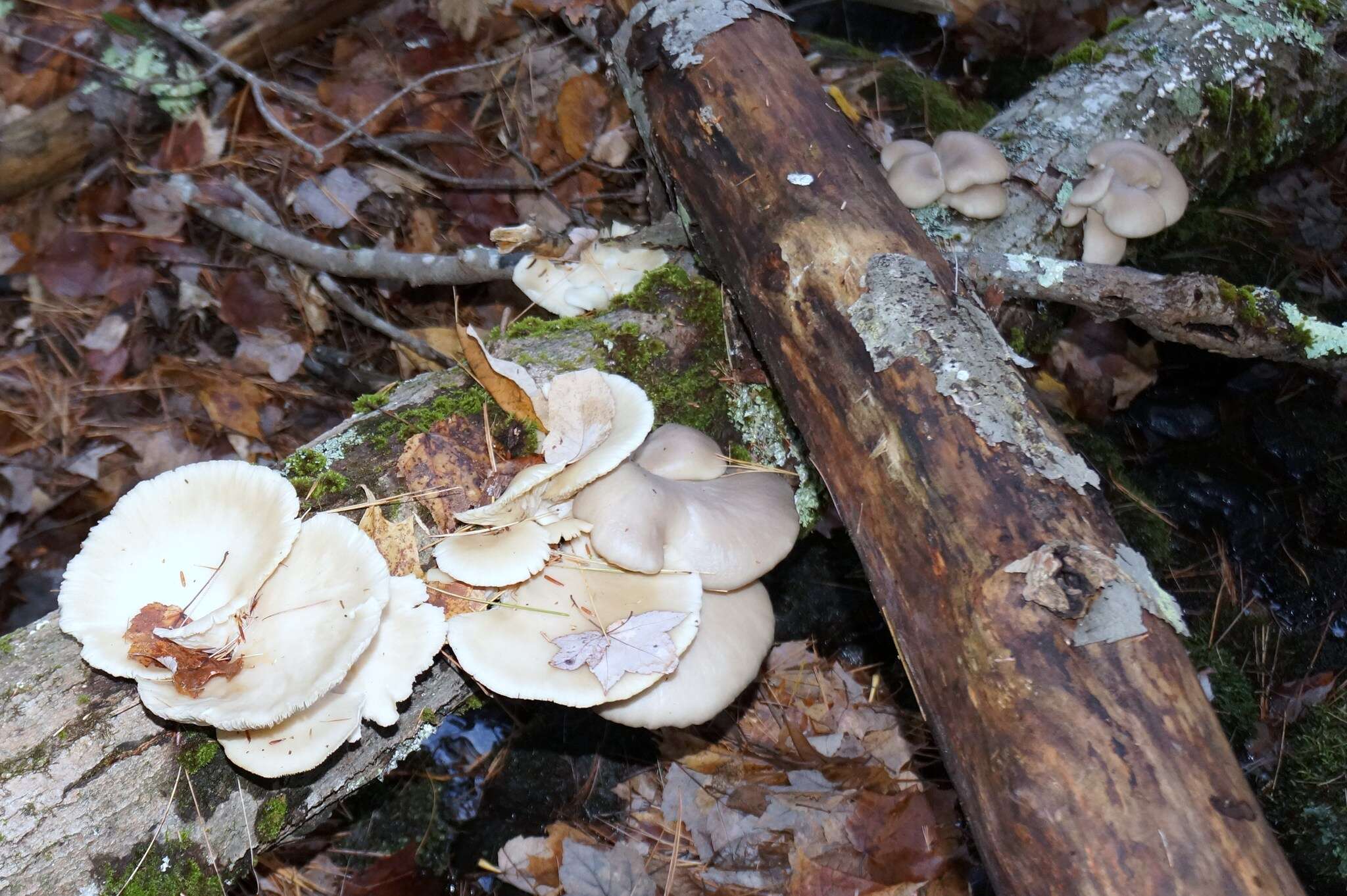 Image of Pleurotus populinus O. Hilber & O. K. Mill. 1993