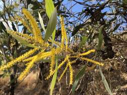 Слика од Acacia holosericea A. Cunn. ex G. Don