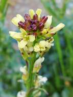 Image of Barbarea bracteosa Guss.