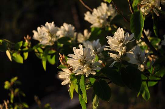 Image of Saskatoon serviceberry