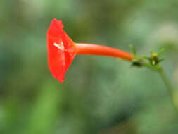 Слика од Ipomoea cristulata Hall. fil.