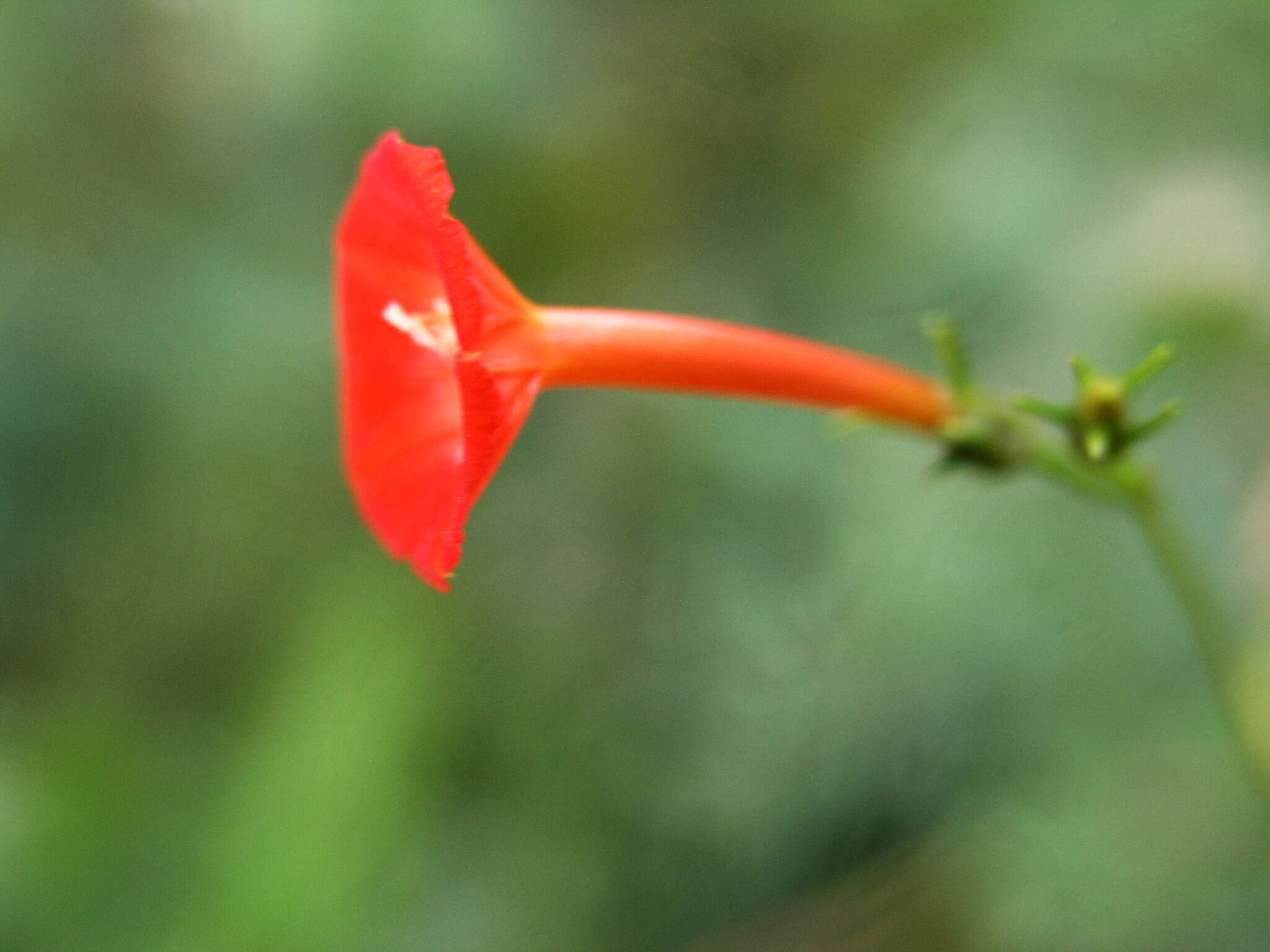 Слика од Ipomoea cristulata Hall. fil.