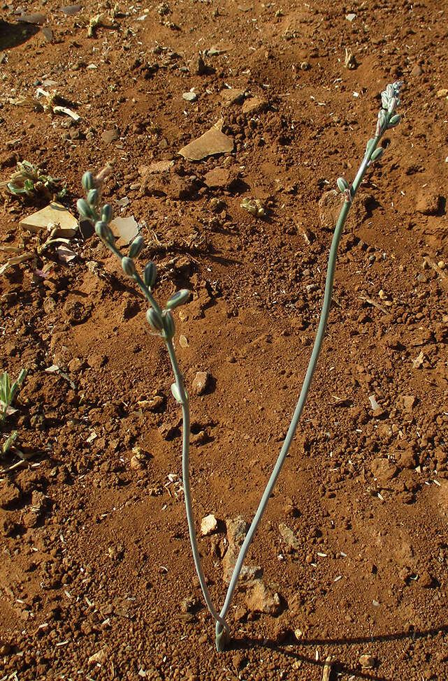 Imagem de Albuca kirkii (Baker) Brenan