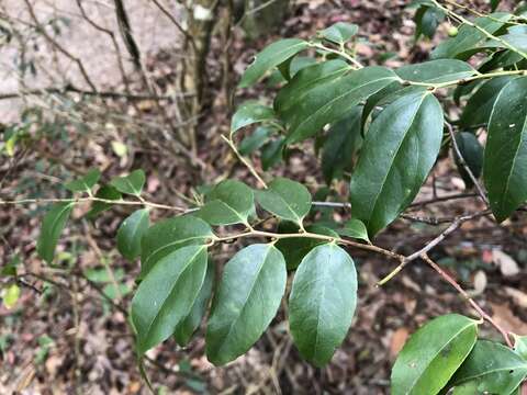 Vaccinium kengii C. E. Chang resmi