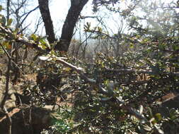 Plancia ëd Gymnosporia polyacantha subsp. vacciniifolia (Conrath) Jordaan