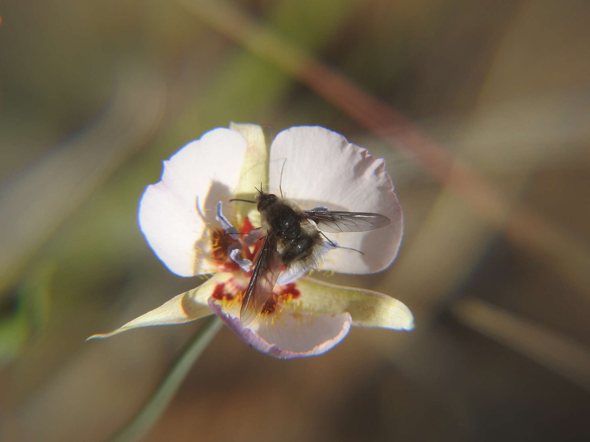 صورة Calochortus palmeri S. Watson