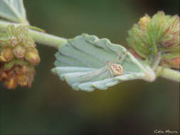 Image of Misumenops maculissparsus (Keyserling 1891)