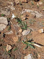 Image de Crinum lugardiae N. E. Br.