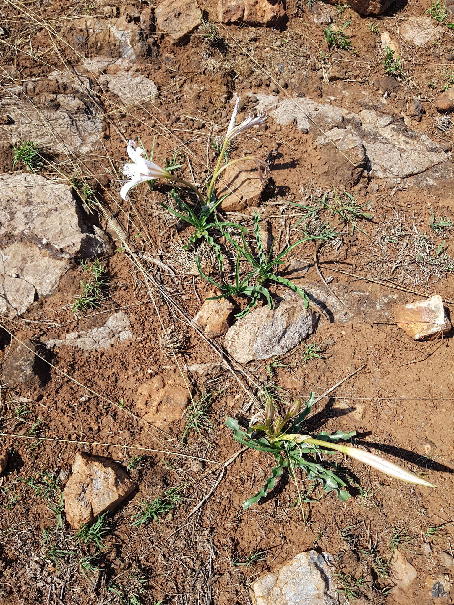 Image de Crinum lugardiae N. E. Br.