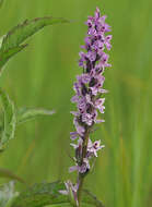 Imagem de Dactylorhiza grandis (Druce) P. F. Hunt