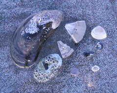 Image of New Zealand barnacle