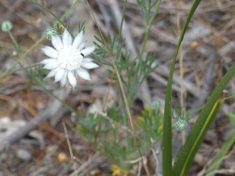 Imagem de Actinotus leucocephalus Benth.