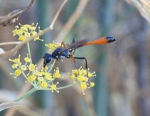 Imagem de Ammophila heydeni Dahlbom 1845