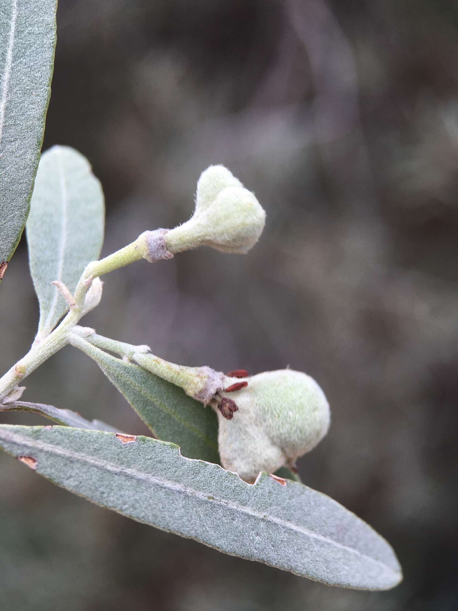 Image of Alectryon oleifolius subsp. canescens S. Reyn.