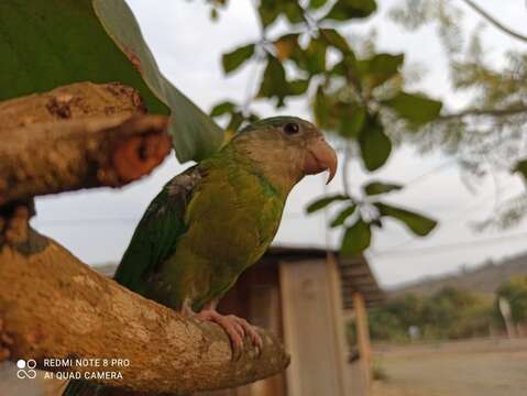 Image of Gray-cheeked Parakeet