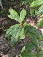 Pittosporum rubiginosum subsp. wingii (F. Müll.) R. C. Cooper resmi