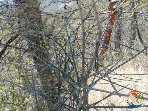 Imagem de Forchhammeria macrocarpa Standl.