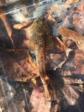 Image of Mottled Sculpin