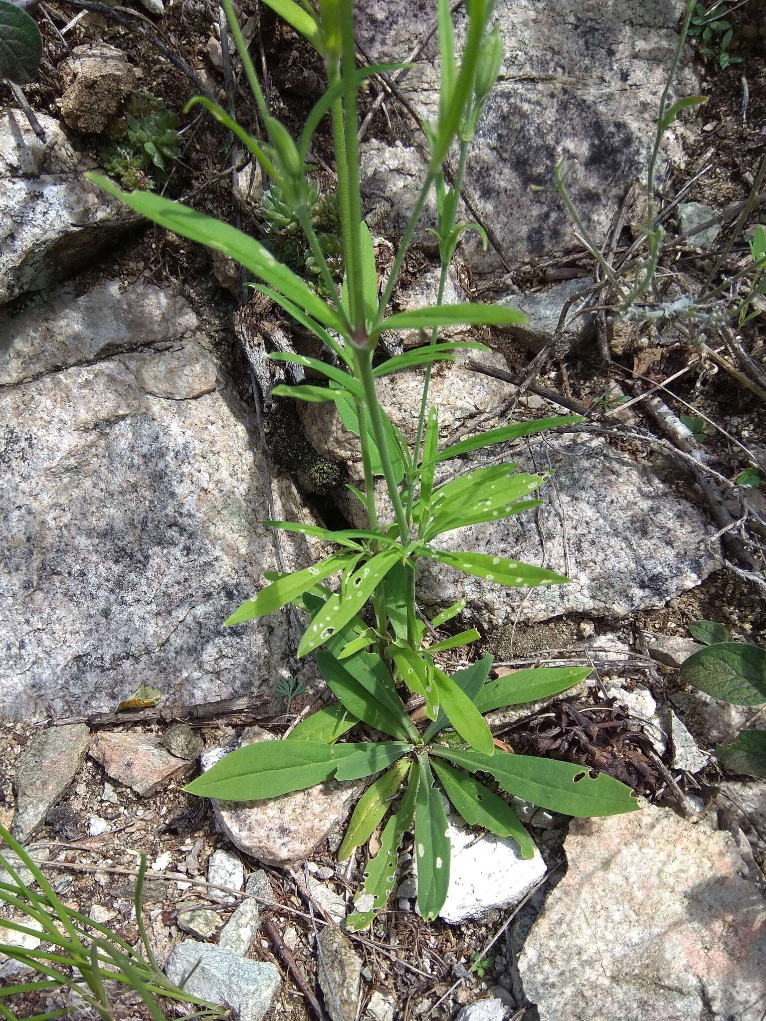 Imagem de Silene aprica Turcz. ex Fisch. & C. A. Mey.