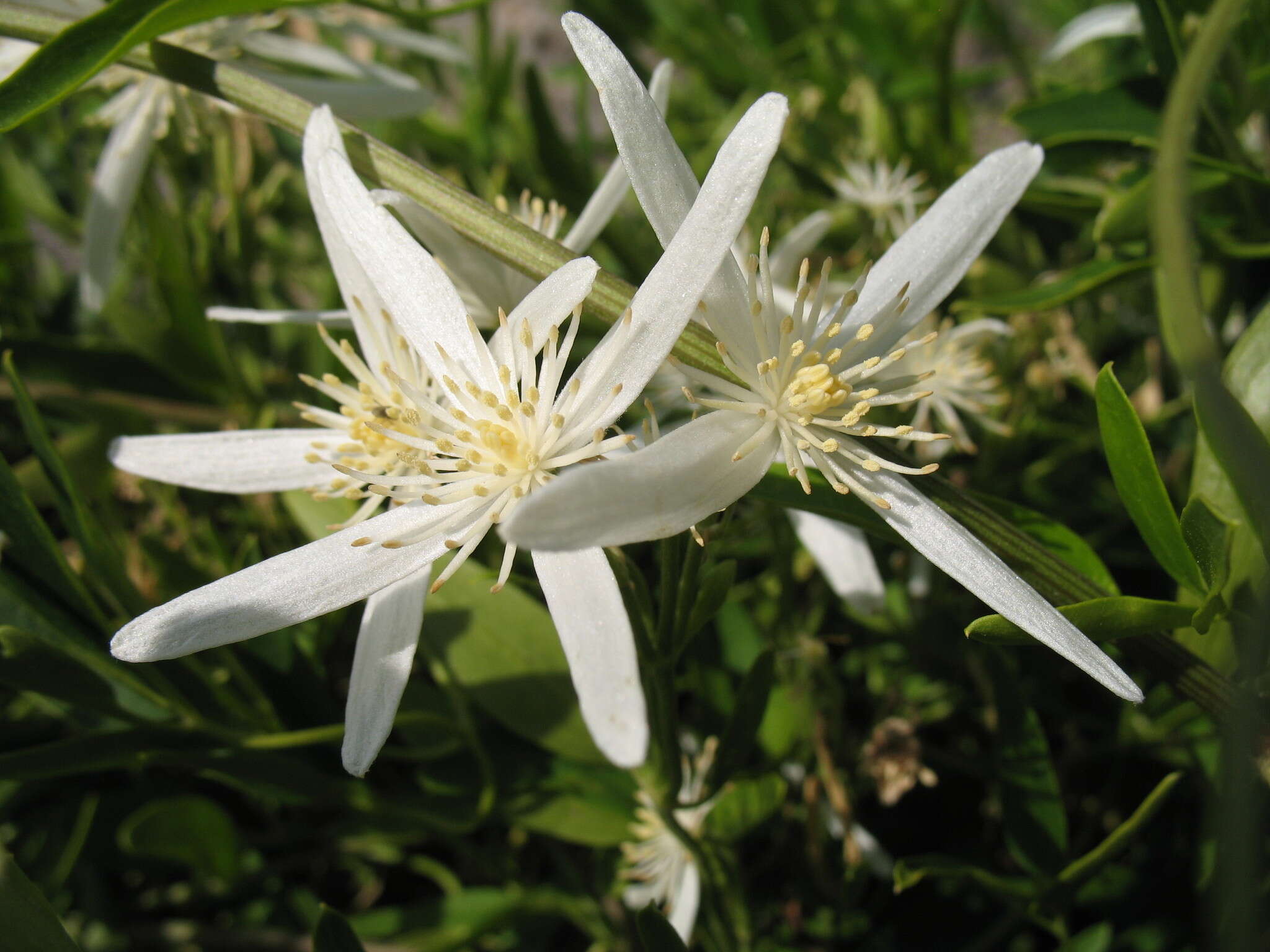 Image of Clematis linearifolia Steud.