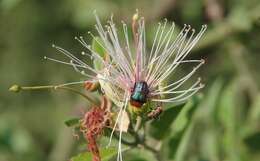 Sivun Leucocelis amethystina (MacLeay 1838) kuva