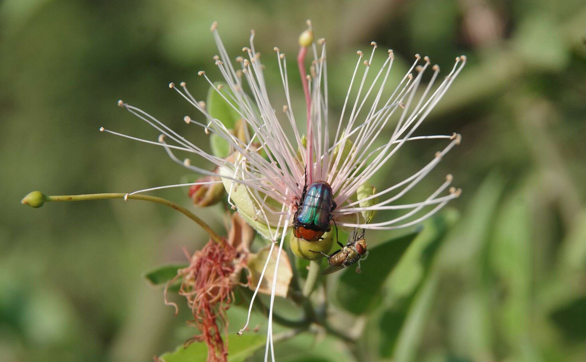 Sivun Leucocelis amethystina (MacLeay 1838) kuva