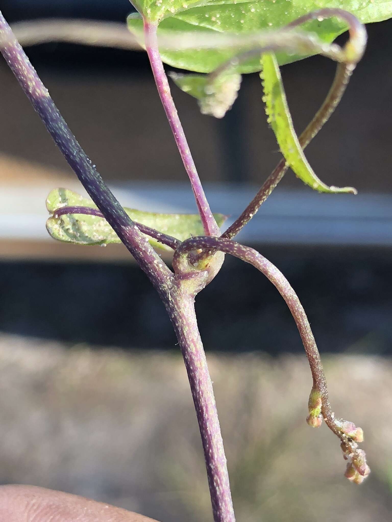 Dioscorea burchellii Baker的圖片