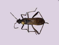 صورة Alydus conspersus conspersus Montandon 1893