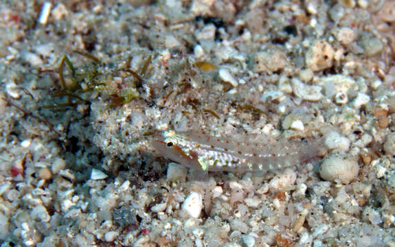 Image of Hookcheek dwarfgoby