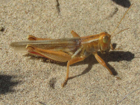 Image of Melanoplus foedus foedus Scudder & S. H. 1878