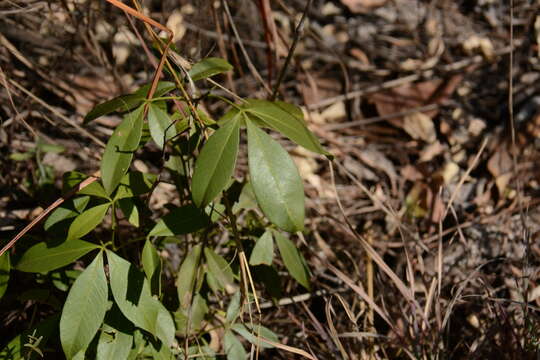 Image of Drooping ironwood