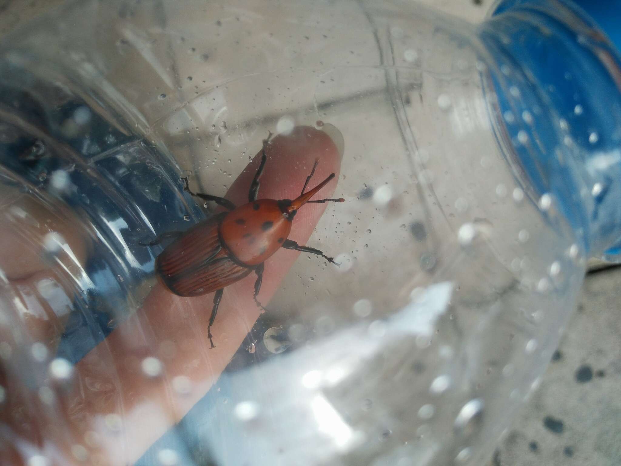 Image of Red palm weevil