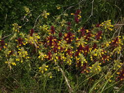 Image of Melampyrum carstiense (Ronn.) Fritsch