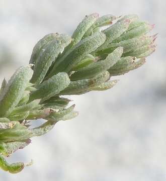 Image de Suaeda splendens (Pourret) Gren. & Godron