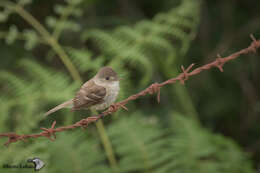 Image of White-throated Flycatcher