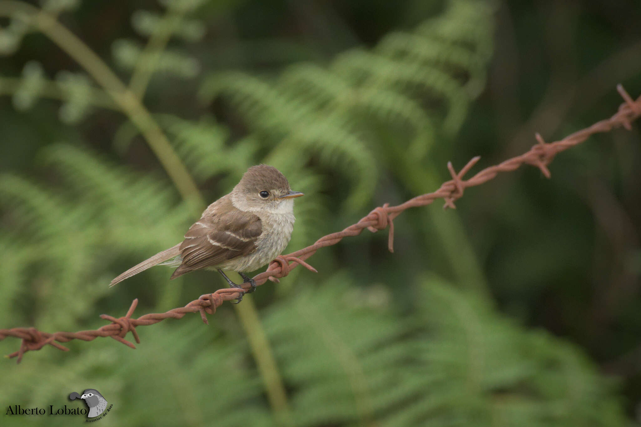 Image of White-throated Flycatcher