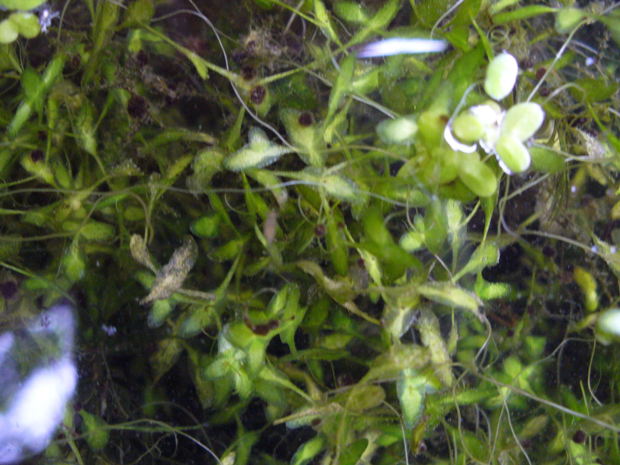 Image of Duckweed