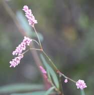 Image of field smartweed