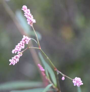 Imagem de Persicaria segetum (Kunth) Small