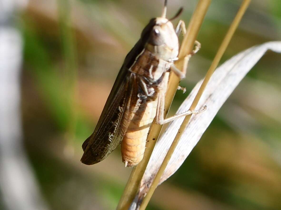 Image of Eritettix simplex (Scudder & S. H. 1869)