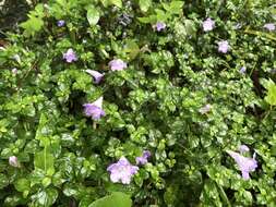 Strobilanthes rankanensis Hayata resmi