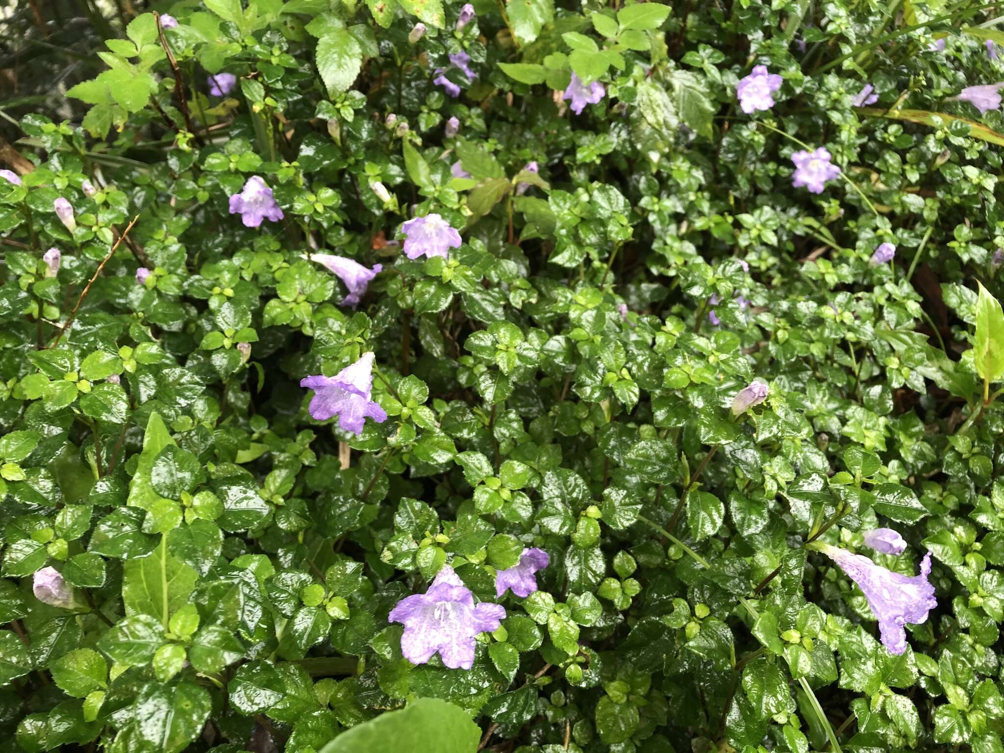 Strobilanthes rankanensis Hayata resmi