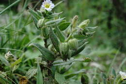 صورة Nonea versicolor (Stev.) Sweet